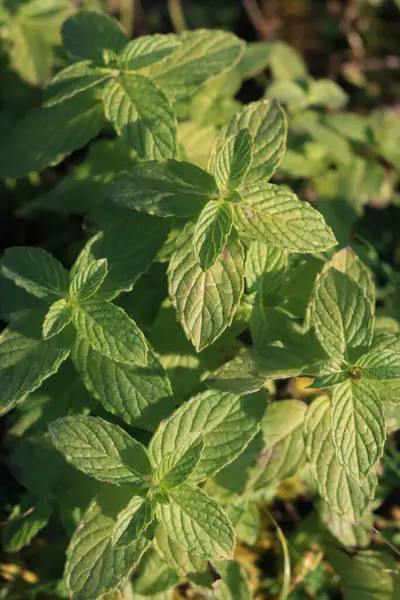 Close-up of green Mint plant at dawn in the vegetable garden. Mentha plants