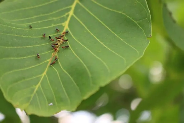 Close-up of red Ants eating green aphids on a green Walnut leaf. Formica rufa and Aphidoidea