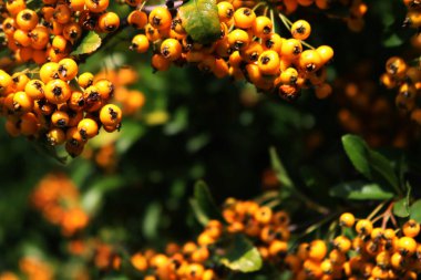 Kopyalama alanı olan sonbahar arkaplanı. Sarı böğürtlenli Pyracantha çalısı, diğer adıyla Firethorn