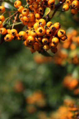 Kopyalama alanı olan sonbahar arkaplanı. Sarı böğürtlenli Pyracantha çalısı, diğer adıyla Firethorn