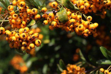 Kopyalama alanı olan sonbahar arkaplanı. Sarı böğürtlenli Pyracantha çalısı, diğer adıyla Firethorn