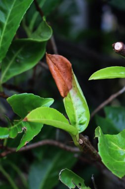Buzdan zarar görmüş kiraz ağacının yeşil yapraklarının yakın çekimi. Kahverengi kuru yapraklı erik laurocerasus ağacı 