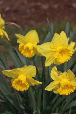 Sarı nergis çiçekleri bahçede. Bahar çiçekleri. Narcissus bitkileri