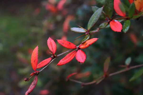 Berberis julianae with red leaves. Wintergreen barberry on winter season
