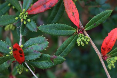 Kırmızı, yeşil yapraklı ve sarı çiçekli Berberis julianae 'nin yakın çekimi. Çiçek açmış keklik üzümü 