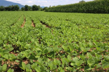 İtalya kırsalında yaz mevsiminde mısır tarlası yakınında yetişen yeşil soya fasulyesi tarlası. Glicine maksimum ve zea mays ekimi