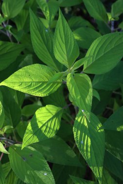 Bahçesinde yeşil yapraklar olan ananas adaçayına yakın çekim. Salvia Zarifleri Kırmızı Ananas