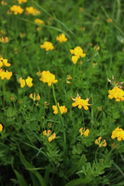 Sarı kır çiçeği ayrıca çayırdaki kuş ayağı ağaç folyosu olarak da bilinir. Nilüfer çiçekleri güneşli bir günde çiçek açar. 