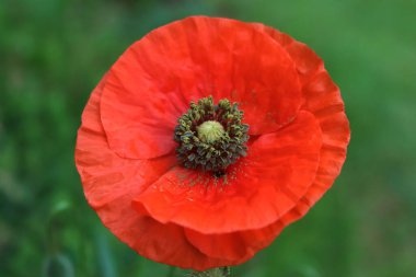 Çayırdaki kırmızı gelincik çiçeğinin seçici odak noktası. Çiçek açmış papaver rhoeas