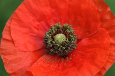 Çayırdaki kırmızı gelincik çiçeğinin seçici odak noktası. Çiçek açmış papaver rhoeas