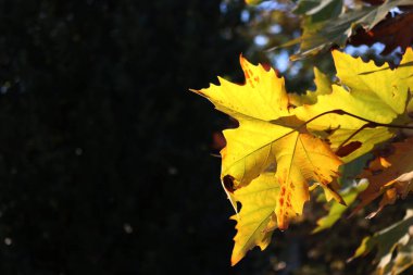 Platanus acerifolia. Sonbaharda kara arka planda sarı yapraklı bir ağaç.