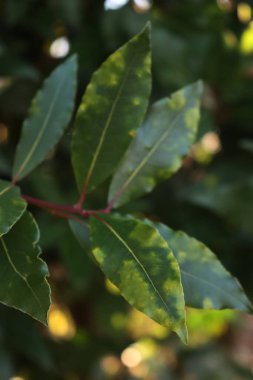 Laurel Bush 'un soluk yeşil benekli yeşil yapraklarına yakın çekim. Laurus Nobilis hastalıklı bahçede