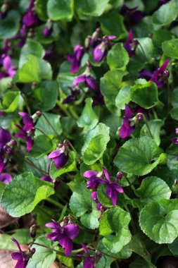 Bahçedeki mor menekşeler ya da İngiliz menekşeleri. İlkbaharda Viola kokulu bitkiler