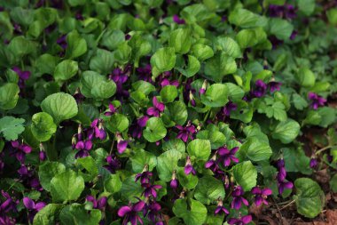 Bahçedeki mor menekşeler ya da İngiliz menekşeleri. İlkbaharda Viola kokulu bitkiler