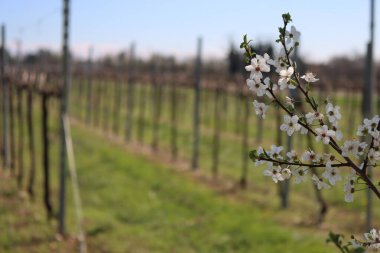 İtalya 'nın kırsal kesimindeki üzüm bağının yakınında Blackthorn dallarının beyaz çiçekleri var. Bahar başında Vitis vinifera ve Prunus spinosa