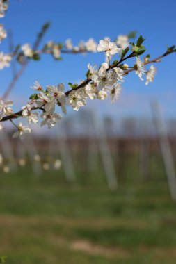 İtalya 'nın kırsal kesimindeki üzüm bağının yakınında Blackthorn dallarının beyaz çiçekleri var. Bahar başında Vitis vinifera ve Prunus spinosa