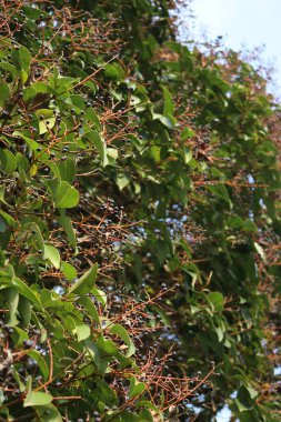 Ligustrum Lucidum ağacının çok sayıda böğürtlenli yakın çekimi. Bahar mevsiminin başlarında balmumu yapraklı özel ağaç