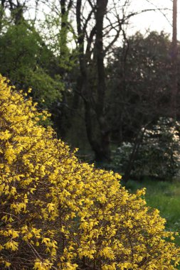 Baharda güneşli bir günde bahçesinde bir sürü sarı çiçekli çalı. 