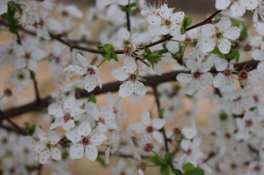 Blackthorn ağacının çok güzel beyaz çiçekleri var. İlkbaharda tomurcuklanan erik spinoza