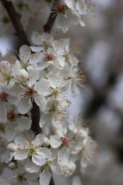 Blackthorn ağacının çok güzel beyaz çiçekleri var. İlkbaharda tomurcuklanan erik spinoza