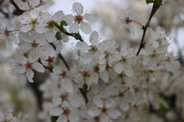 Blackthorn ağacının çok güzel beyaz çiçekleri var. İlkbaharda tomurcuklanan erik spinoza