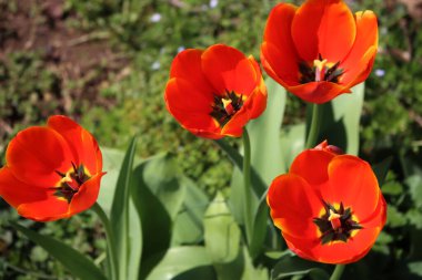 Baharda bahçede açan parlak kırmızı lale çiçeklerinin üst görüntüsü. Tulipa çiçekleri çiçek tarlasında.