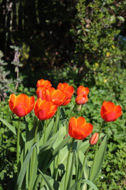 Baharda bahçede açan parlak kırmızı lale çiçekleri. Tulipa çiçekleri çiçek tarlasında.