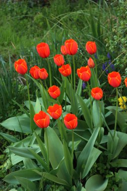Baharda bahçede açan parlak kırmızı lale çiçekleri. Tulipa çiçekleri çiçek tarlasında.