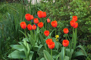 Baharda bahçede açan parlak kırmızı lale çiçekleri. Tulipa çiçekleri çiçek tarlasında.