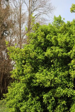  Sarı ve yeşil yapraklı öonymus japonica çalısı. Japon Milli ağacı adı verilen Evergreen bitkisi