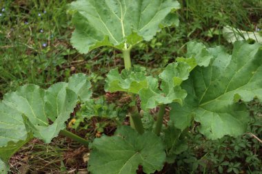 Sebze bahçesinde çiçek açan kırmızı ravent bitkisi. Rheum rhabarum