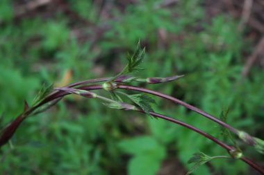 İlkbaharın başlarında İtalya 'nın kırsalında büyüyen yeşil bitkiler. Humulus Lupulus hasat etmeye hazır.