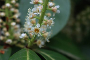 Close-up of Cherry or English Laurel bush in bloom. Prunus laurocerasus with flowers clipart