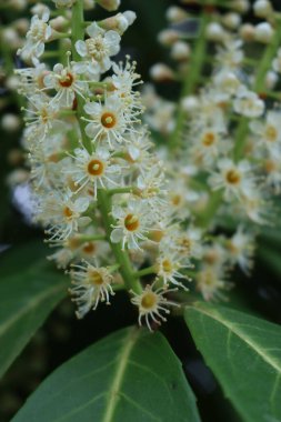 Close-up of Cherry or English Laurel bush in bloom. Prunus laurocerasus with flowers clipart