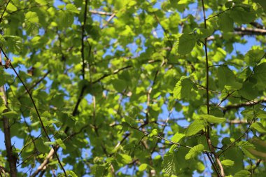 Mavi gökyüzüne karşı taze yaprakları olan sıradan bir fındık ağacı. Serpinti üzerine Corylus avellana ağacı