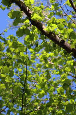 Mavi gökyüzüne karşı taze yaprakları olan sıradan bir fındık ağacı. Serpinti üzerine Corylus avellana ağacı