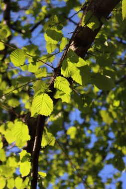 Mavi gökyüzüne karşı taze yaprakları olan sıradan bir fındık ağacı. Serpinti üzerine Corylus avellana ağacı