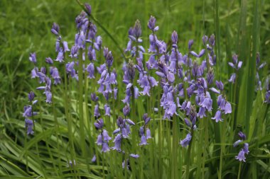 Bahçede bir sürü Bluebell çiçeği var. Güneşli bir günde çiçek açan Hyacinthoides olmayan bitkiler