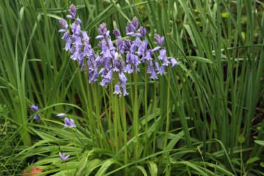 Bahçede bir sürü Bluebell çiçeği var. Güneşli bir günde çiçek açan Hyacinthoides olmayan bitkiler