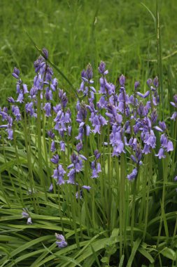 Bahçede bir sürü Bluebell çiçeği var. Güneşli bir günde çiçek açan Hyacinthoides olmayan bitkiler