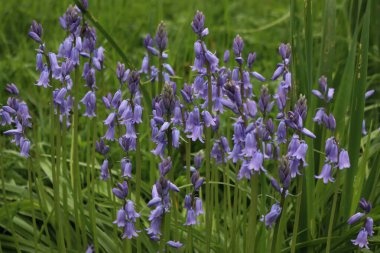 Bahçede bir sürü Bluebell çiçeği var. Güneşli bir günde çiçek açan Hyacinthoides olmayan bitkiler