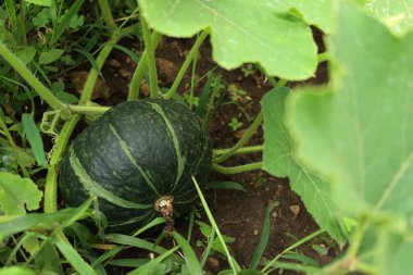 Yeşil çizgili Hokkaido veya sebze bahçesinde yetişen Kırmızı Kuri kabağı. Cucurbita maxima Duchesne sp. maxima convar. maxima 'Red Kuri' 