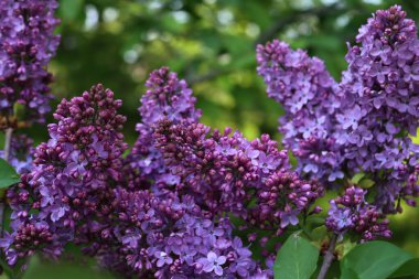 İlkbaharda dallardaki leylak pembe çiçeklerinin ve çiçeklerin yakın çekimi. Şırıngalar çiçek açtı. 