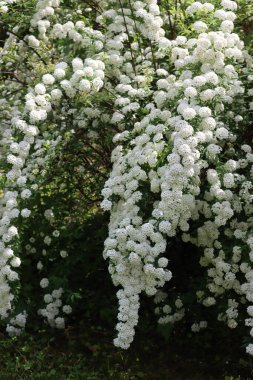  Büyük Spiraea ya da Spirea Vanhouttei çalıları açan bir çok dalla ilkbaharda güzel beyaz çiçekler