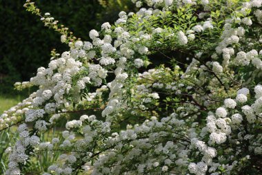  Büyük Spiraea ya da Spirea Vanhouttei çalıları açan bir çok dalla ilkbaharda güzel beyaz çiçekler