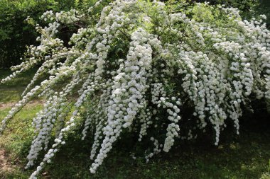  Big Spiraea or Spirea Vanhouttei  bush in bloom with many branches with beautiful white flowers on springtime clipart
