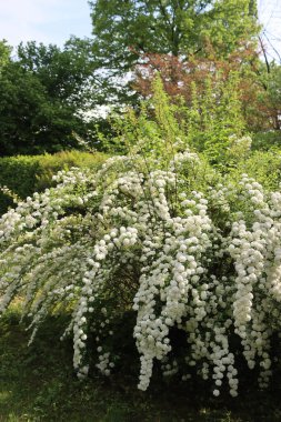 Büyük Spiraea ya da Spirea Vanhouttei çalıları açan bir çok dalla ilkbaharda güzel beyaz çiçekler
