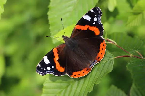 Vanessa Atalanta Pillangó Egy Zöld Levélen Fekete Pillangó Piros Fehér Stock Fotó