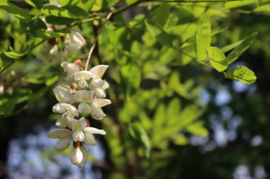 Güneşli bir günde siyah çekirge beyaz çiçekleri. Robinia psödoacia ağacı baharda çiçek açar. 