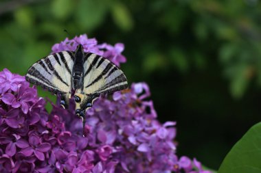 İlkbaharda mor leylak çiçekleri üzerinde kırlangıç kelebeği. Iphiclides podalirius kelebeği Syringa vulgaris üzerinde bahçede 